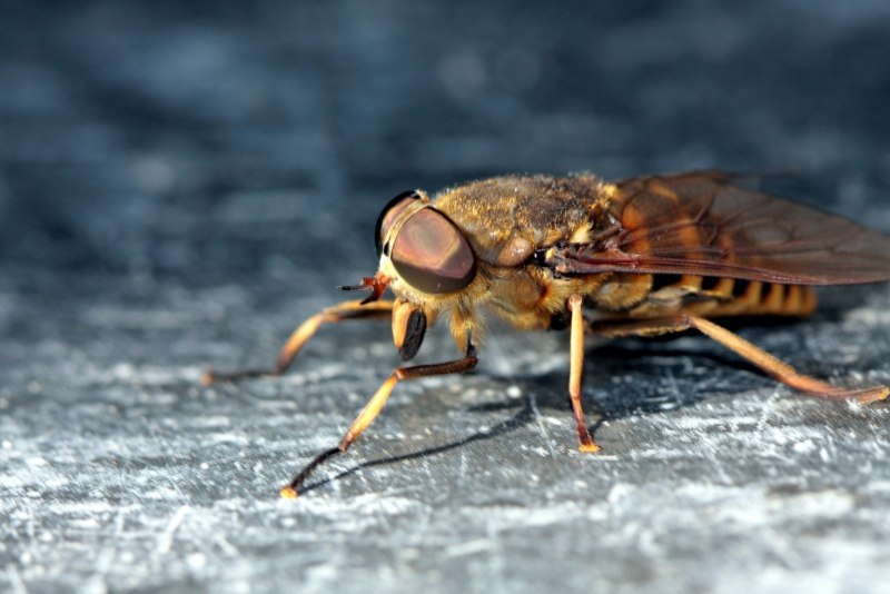 Слепень бычий Tabanus bovinus