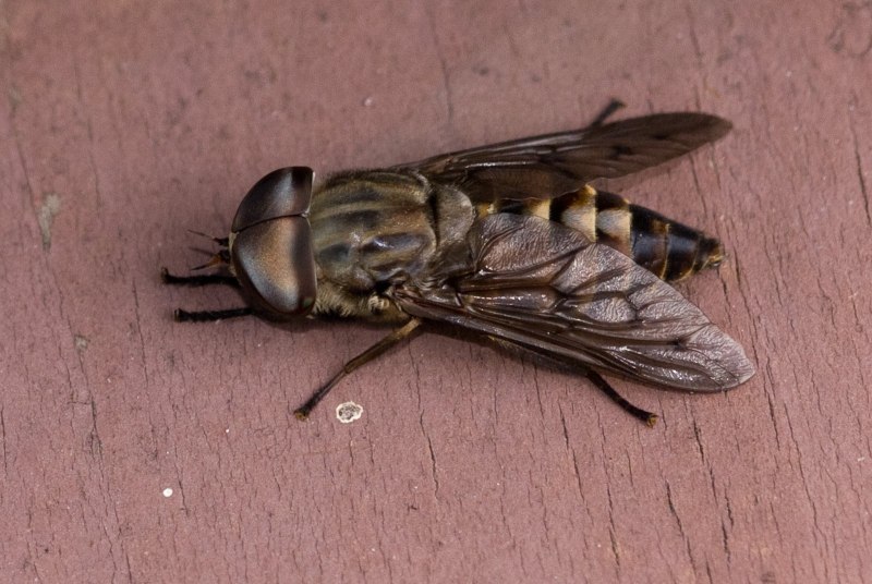 Слепень бычий Tabanus bovinus