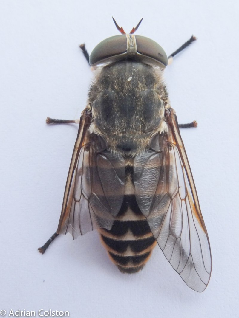 Слепень Tabanus chrysurus