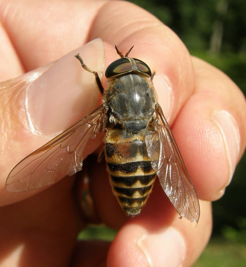 Слепень Tabanus chrysurus