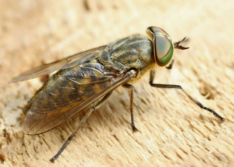 Слепень бычий Tabanus bovinus