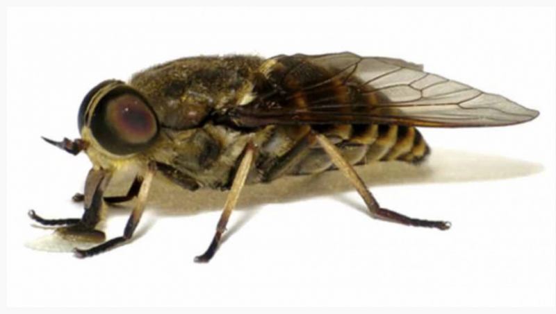 Слепень Tabanus chrysurus