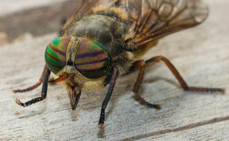 Tabanus chrysurus