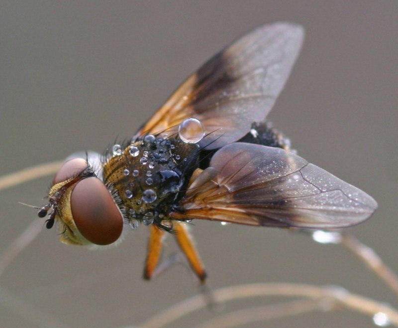 Слепень Tabanus