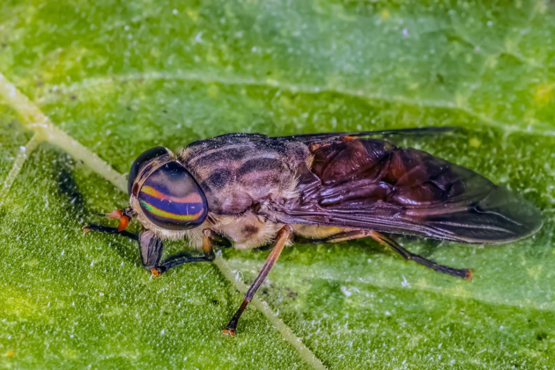 Tabanus autumnalis