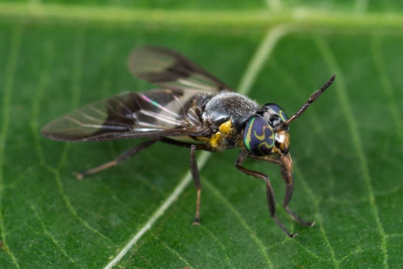 Слепень Tabanus