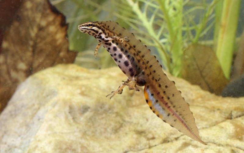 Гребенчатый Тритон Triturus cristatus (Laurenti, 1768)