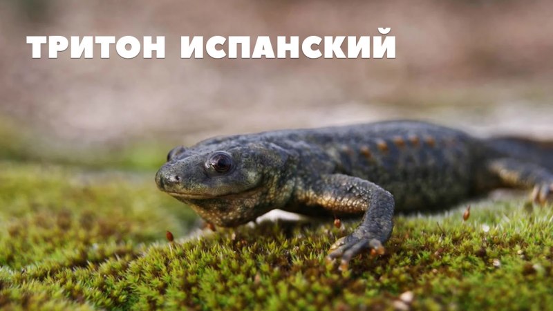 Карликовый Тритон гребенчатый