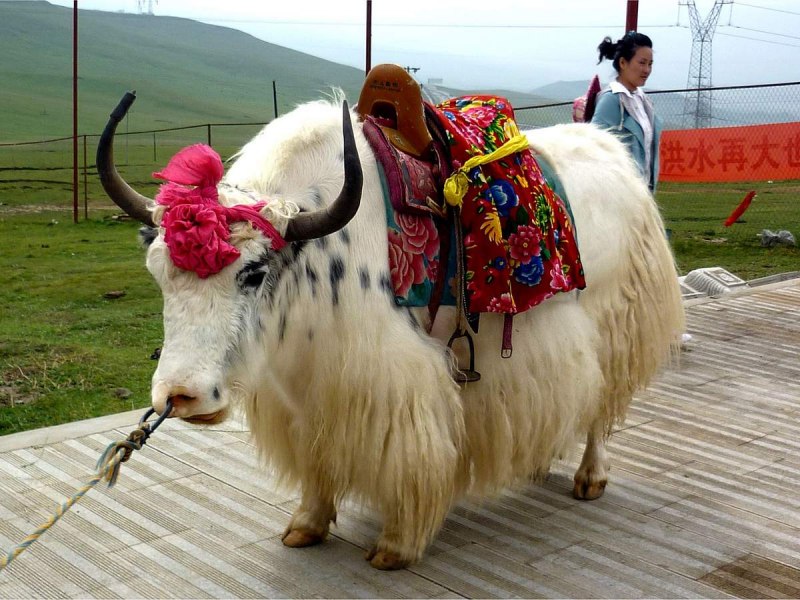 Тибетская корова