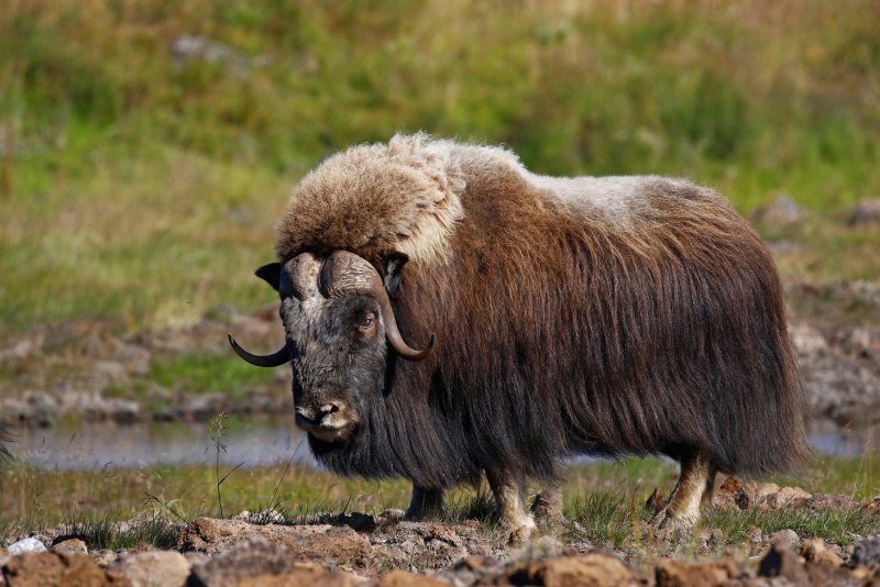 Бизон (Bison Bison)