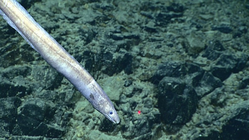 Электрический угорь (Electrophorus electricus)
