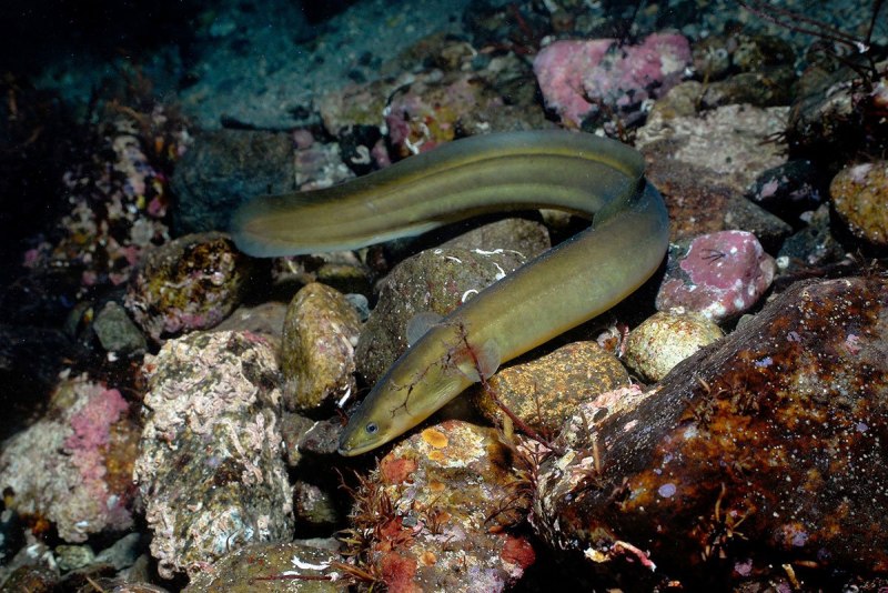 Угорь Речной (Anguilla Anguilla (Linnaeus, 1758))
