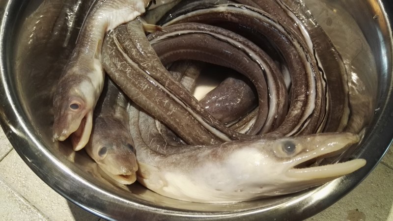 Морская змея мурена