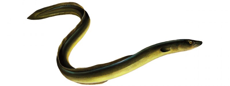 Anguilla rostrata