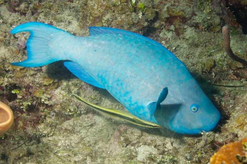 Blue Parrotfish