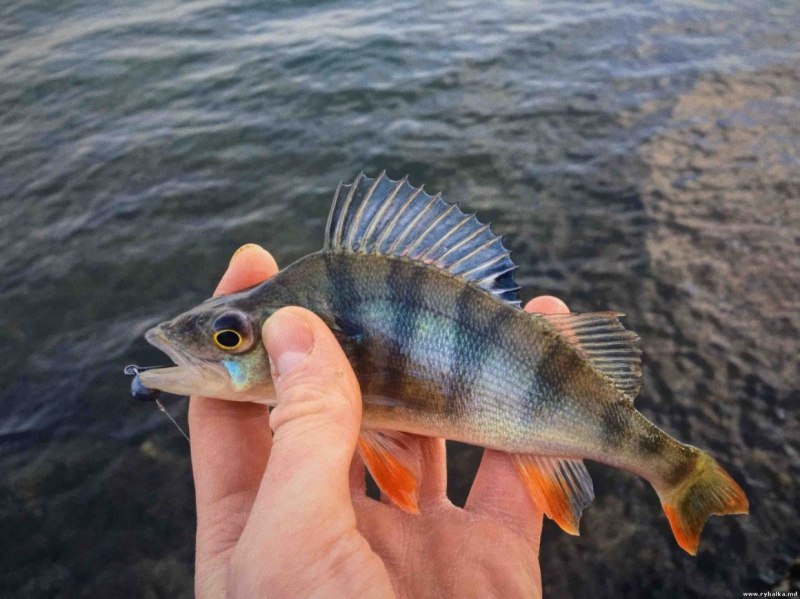 Морской широколобый окунь