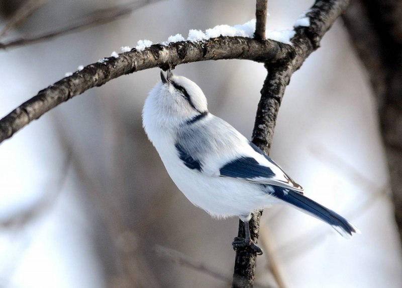 Белая лазоревка (Parus cyanus)