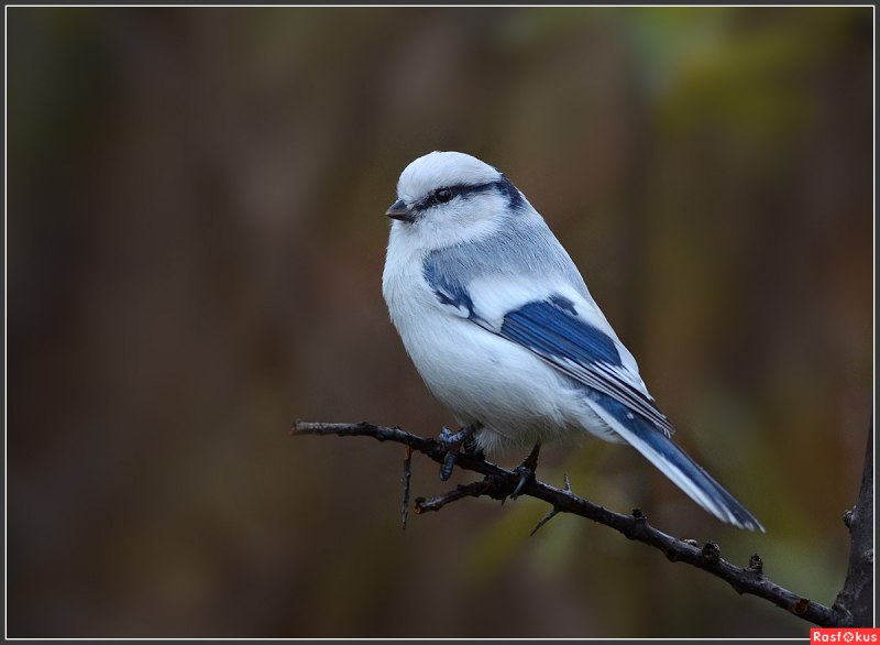 Белая лазоревка (Parus cyanus)