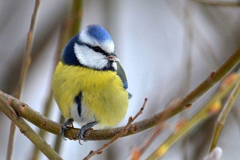 Cyanistes cyanus белая лазоревка