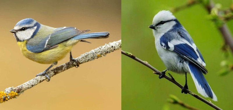 Белая лазоревка (Parus cyanus)