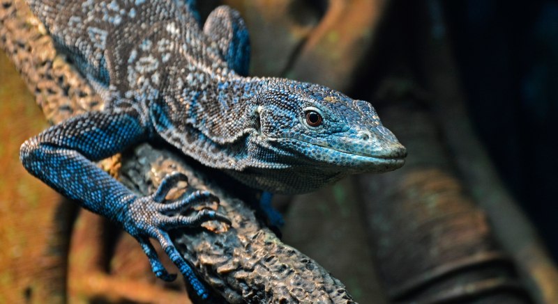 Варан Water Monitor