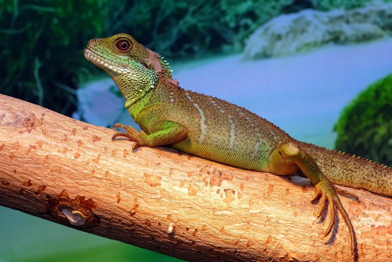 Varanus beccarii