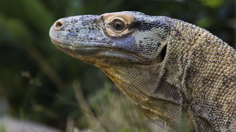 Варан черный (Varanus beccarii