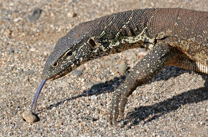 Varanus reisingeri