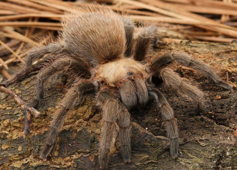 Тарантул Король Бабуин самый большой