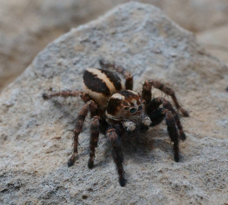 Xenesthis SP. Blue