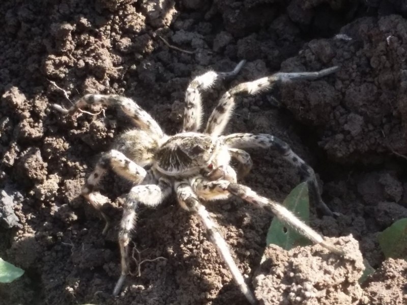 Poecilotheria Metallica паук