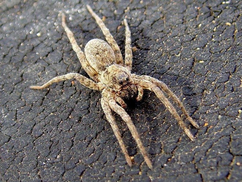 Phormictopus antillensis