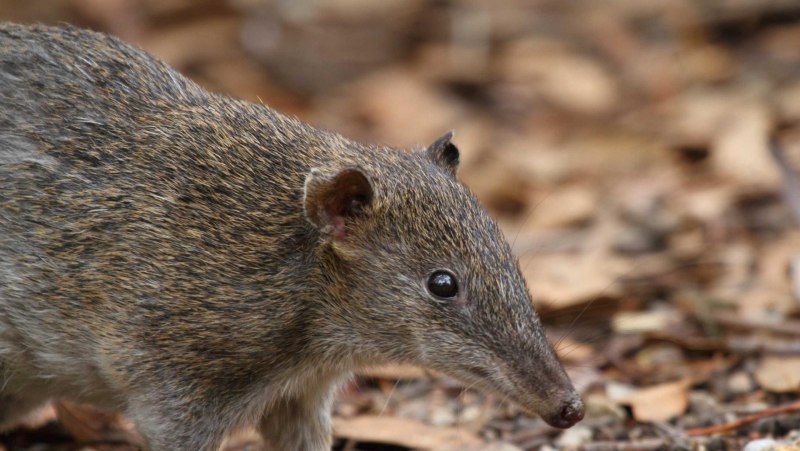 Chaeropus ecaudatus