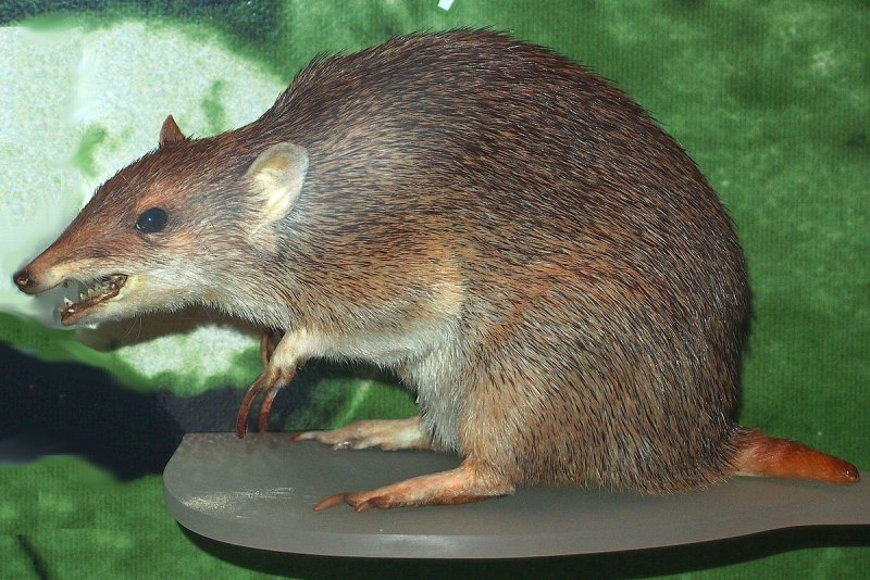 Тасманийский бандикут
