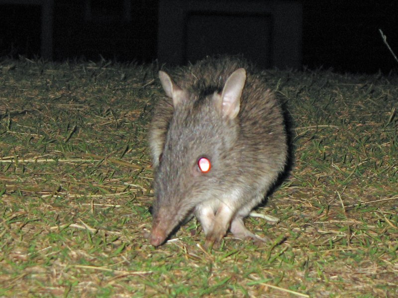Eastern barred Bandicoot