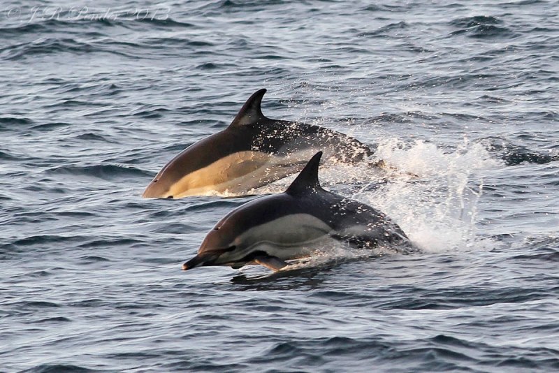 Белобокий дельфин (70 фото)