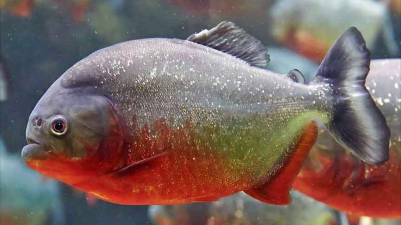 Пираньи Serrasalmus nattereri
