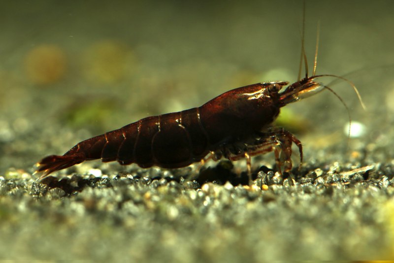 Креветка неокаридина Neocaridina heteropoda Wild