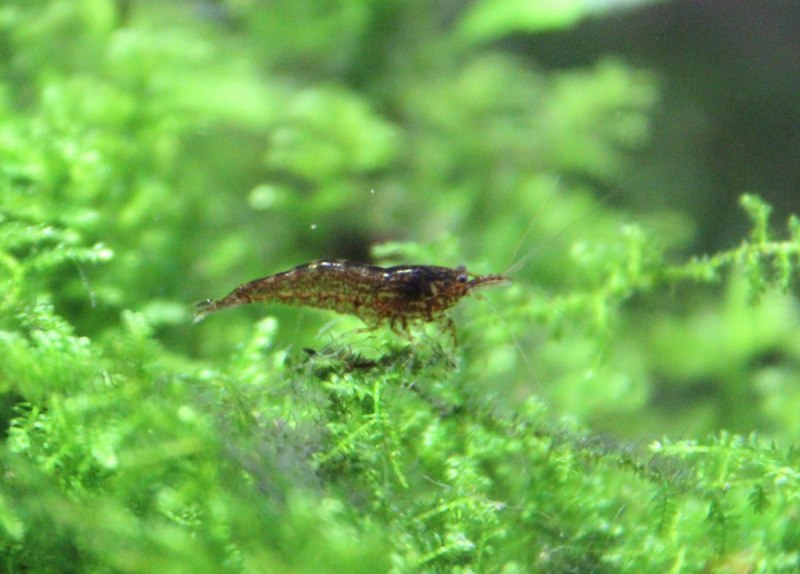 Креветка неокаридина Neocaridina heteropoda Wild