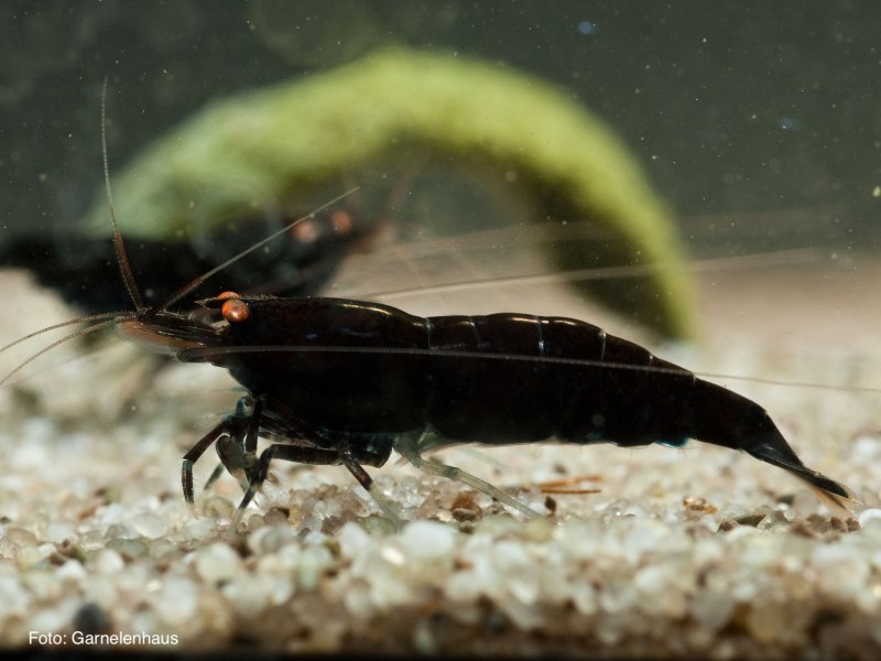 Caridina Mariae