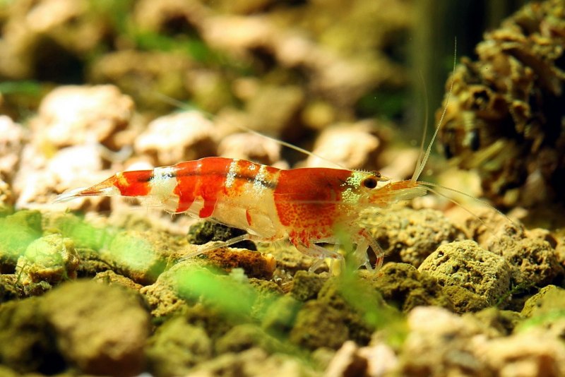 Сулавеси Caridina striata