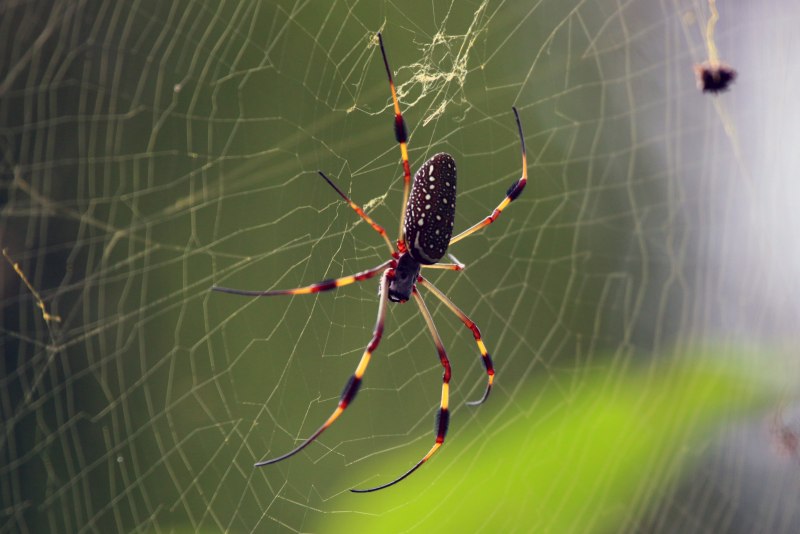 Паук золотопряд Nephila