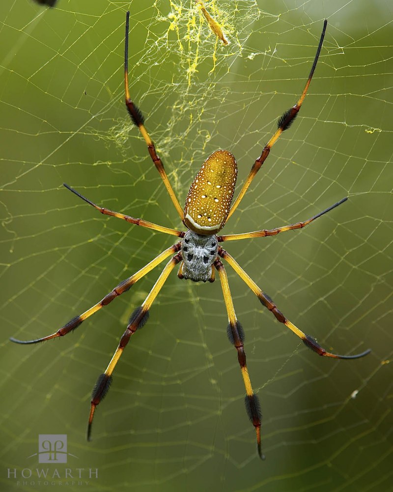 Паук золотопряд Nephila