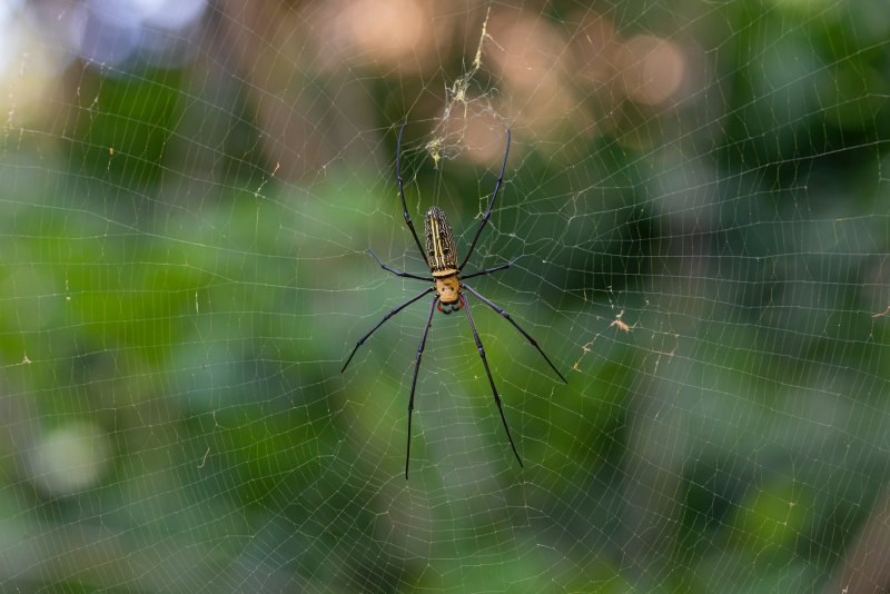 Nephila pilipes, ранее n.maculata