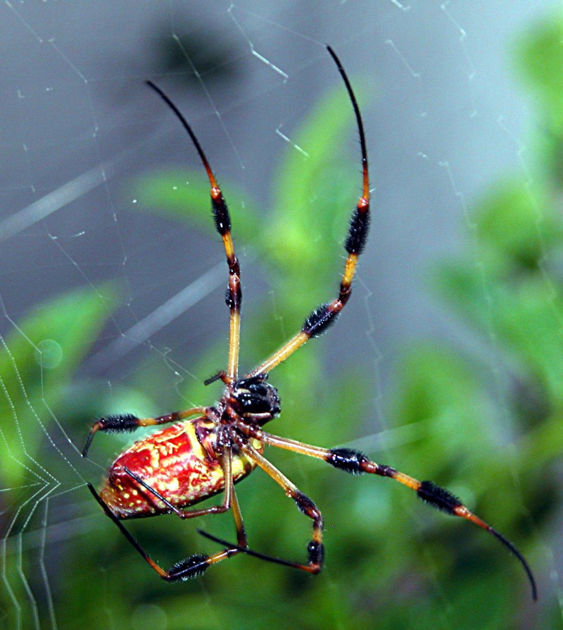 Паук золотопряд Nephila