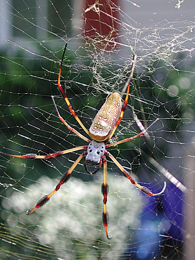 Гигантский паук золотопряд (Nephila)