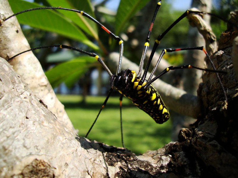 Nephila maculata