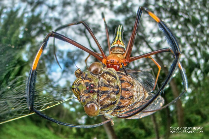 Nephila clavata