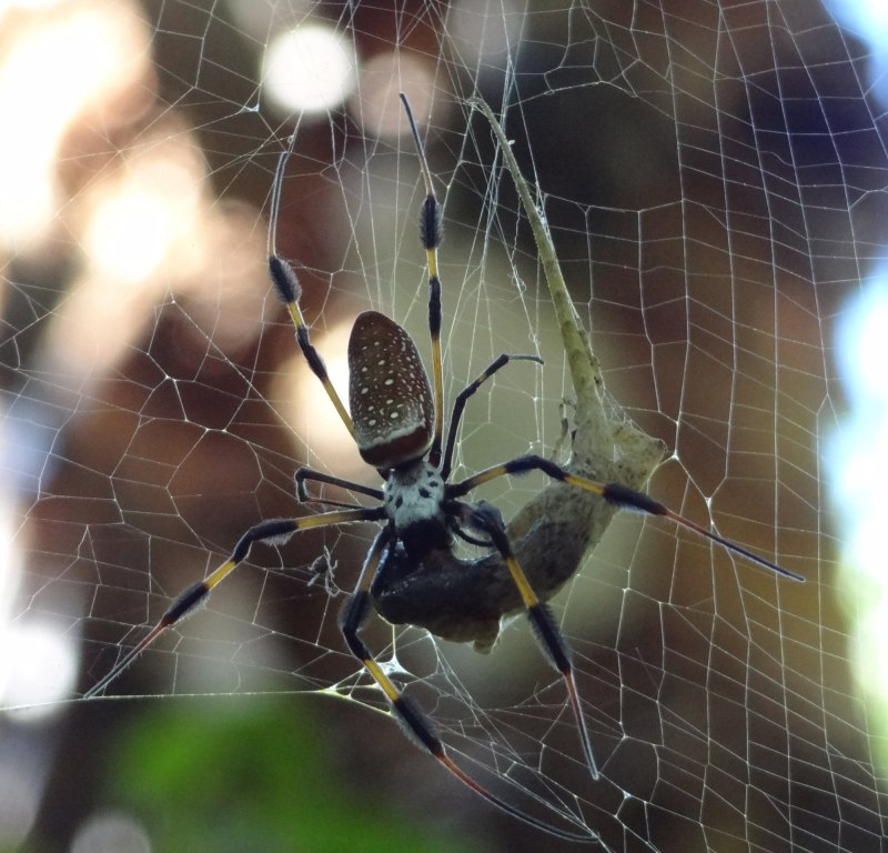 Nephila maculata