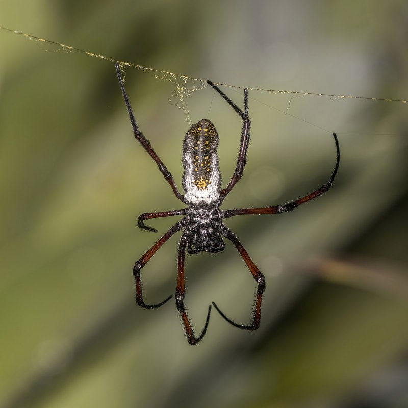 Мадагаскарские пауки Nephila